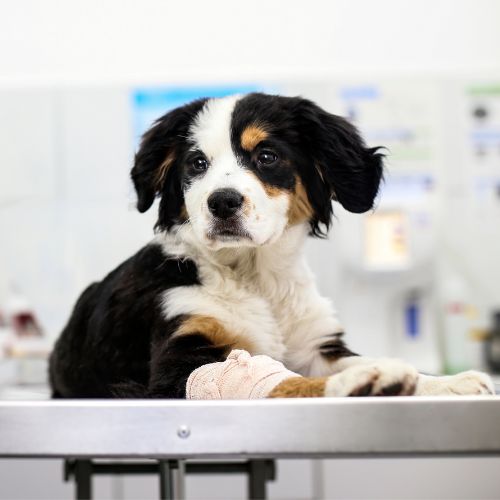 Pet Lab Service Image