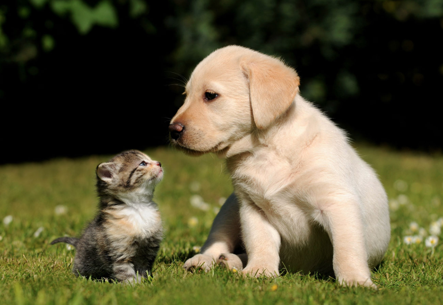 A Puppy and a Kitten on Grass