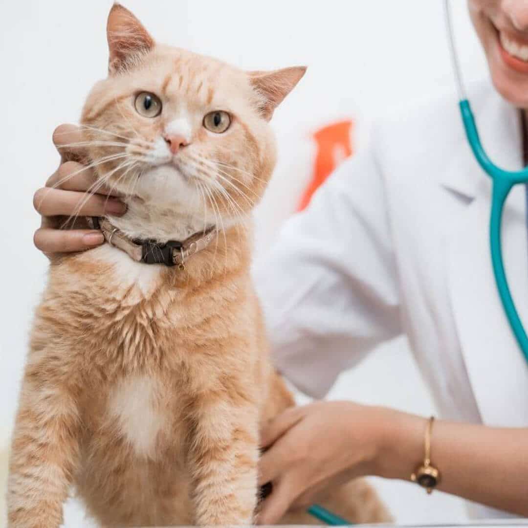 pet emergency care