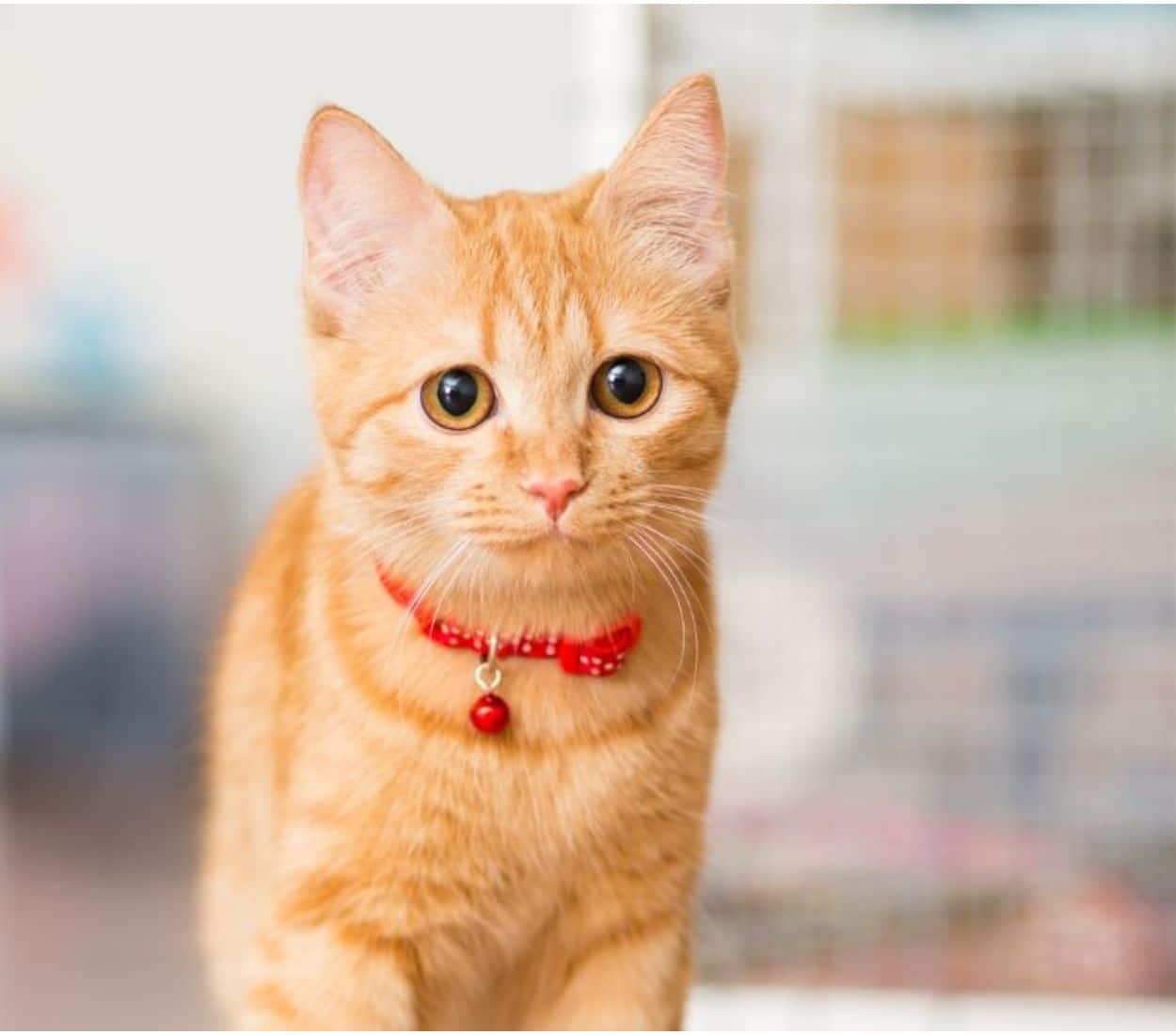A kitten walking on floor